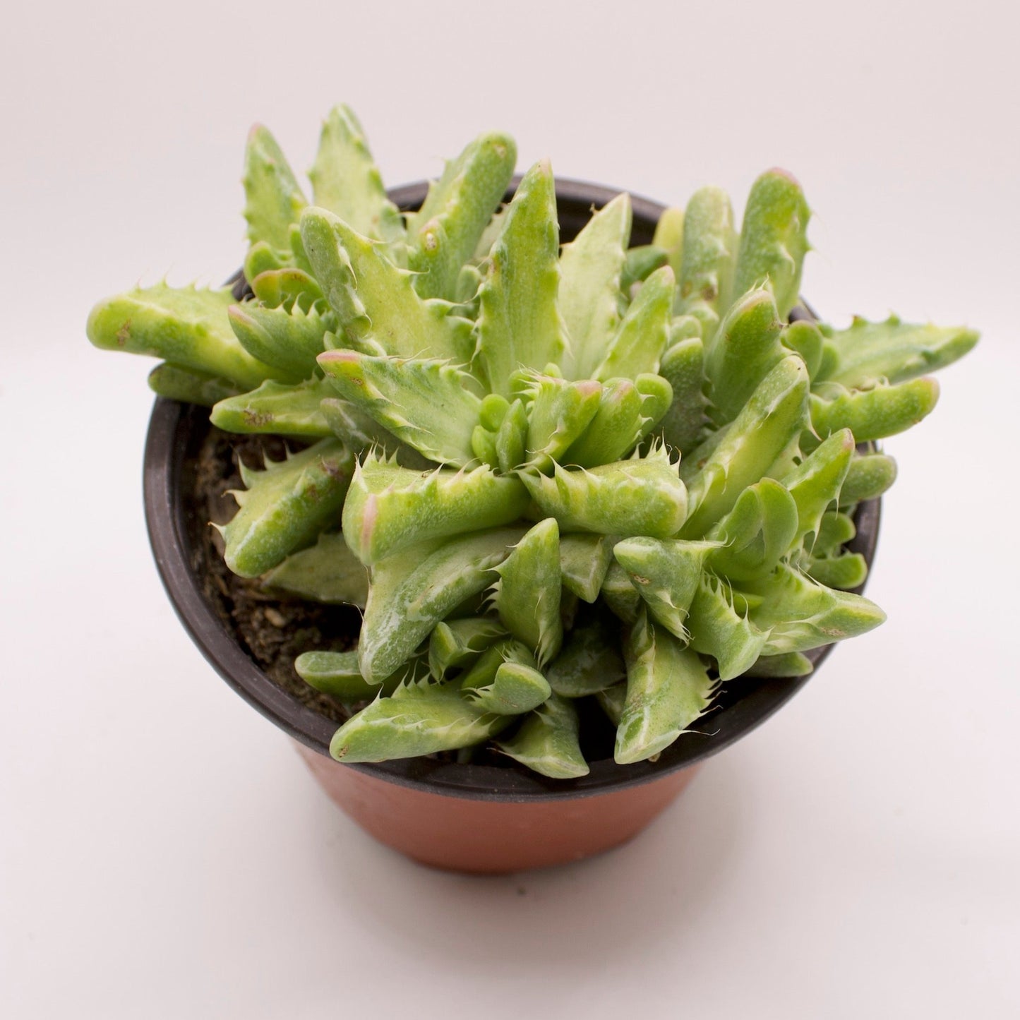 Faucaria Variegated Tiger Jaws