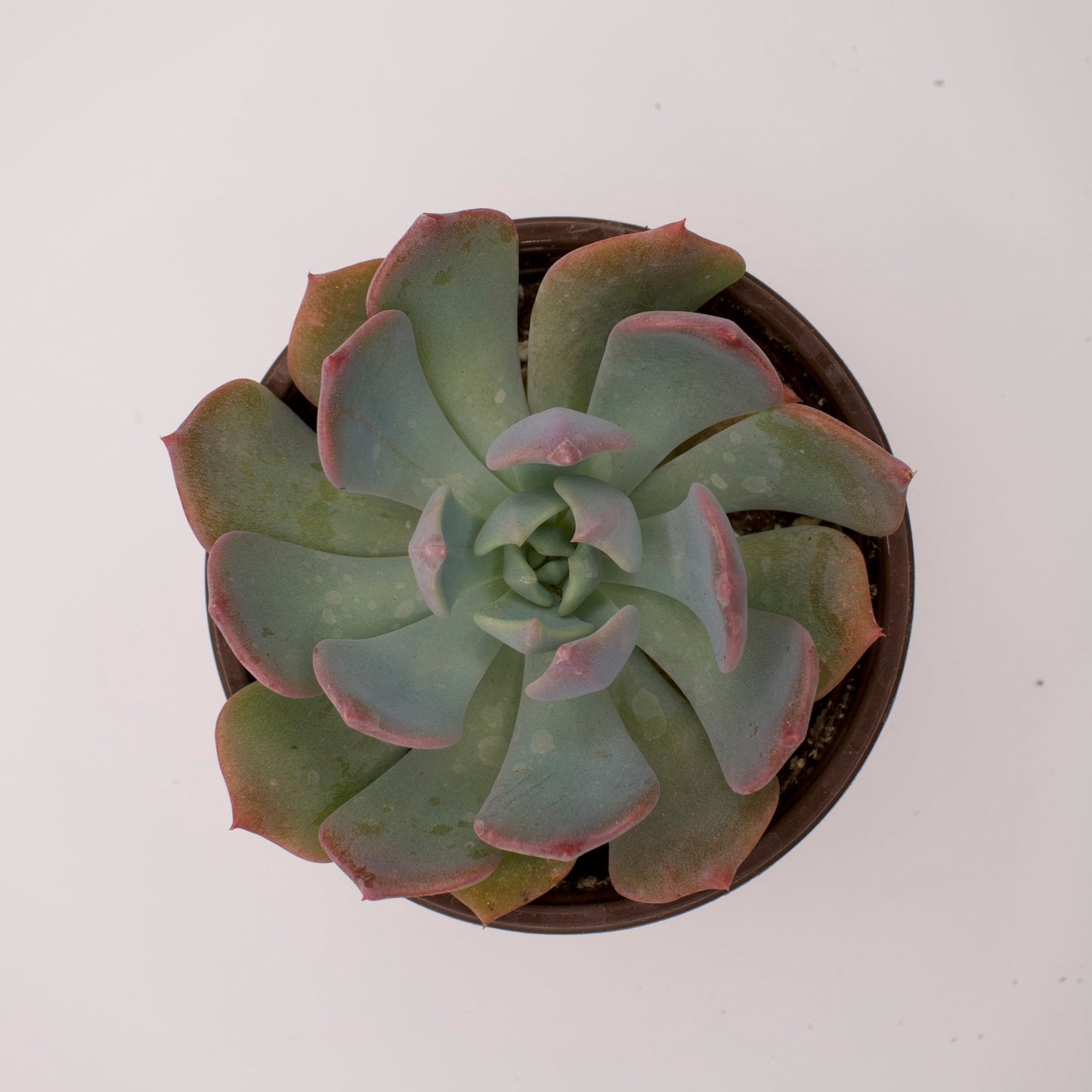 Echeveria Blue Topaz
