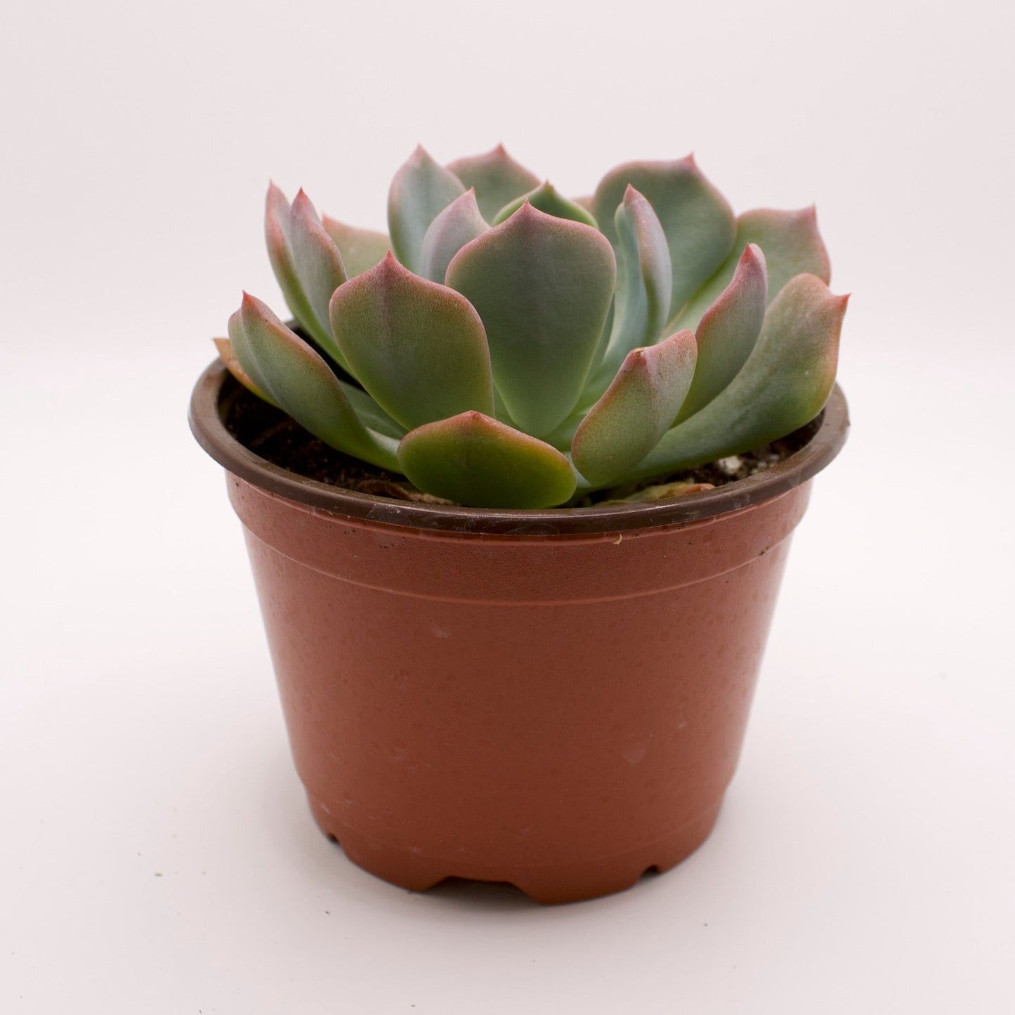 Echeveria Blue Topaz