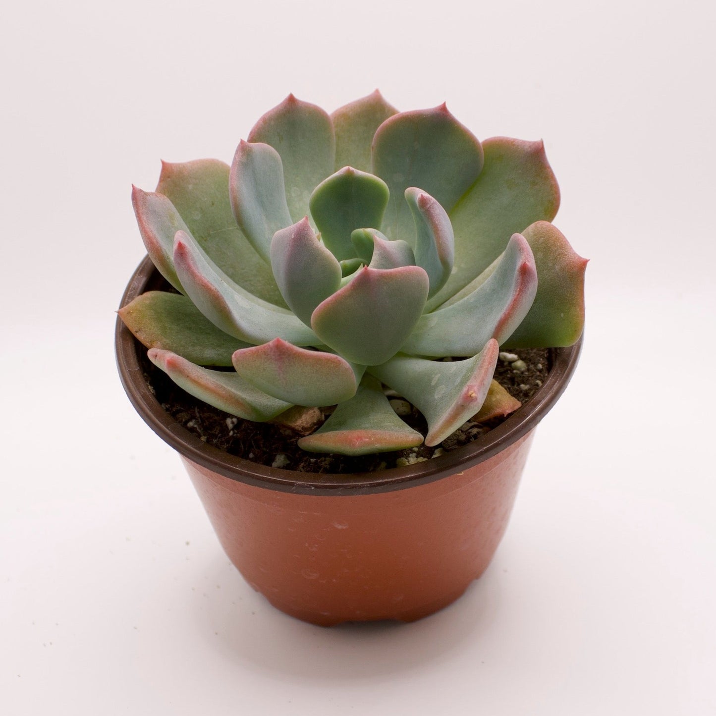 Echeveria Blue Topaz