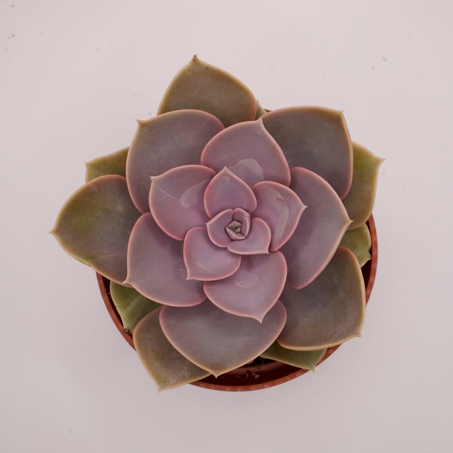 Echeveria Purple Pearl