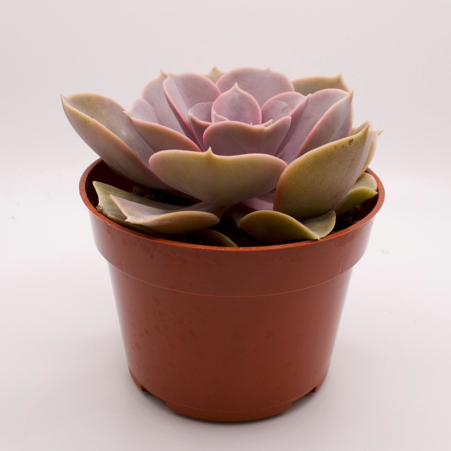 Echeveria Purple Pearl
