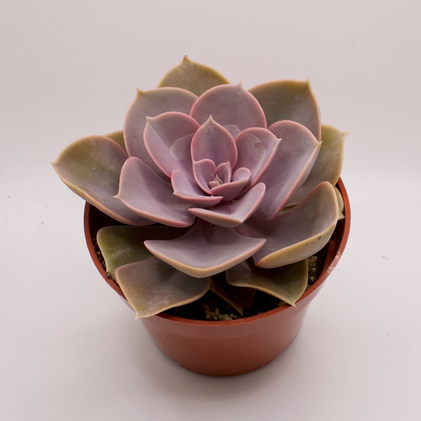 Echeveria Purple Pearl
