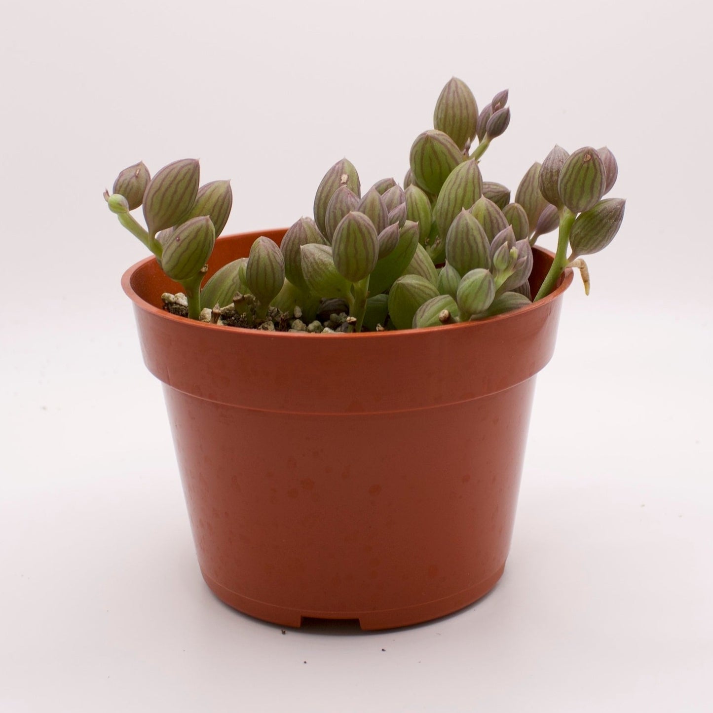 Senecio String of Watermelons