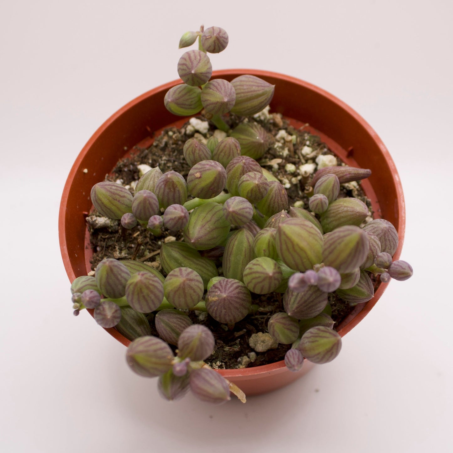 Senecio String of Watermelons