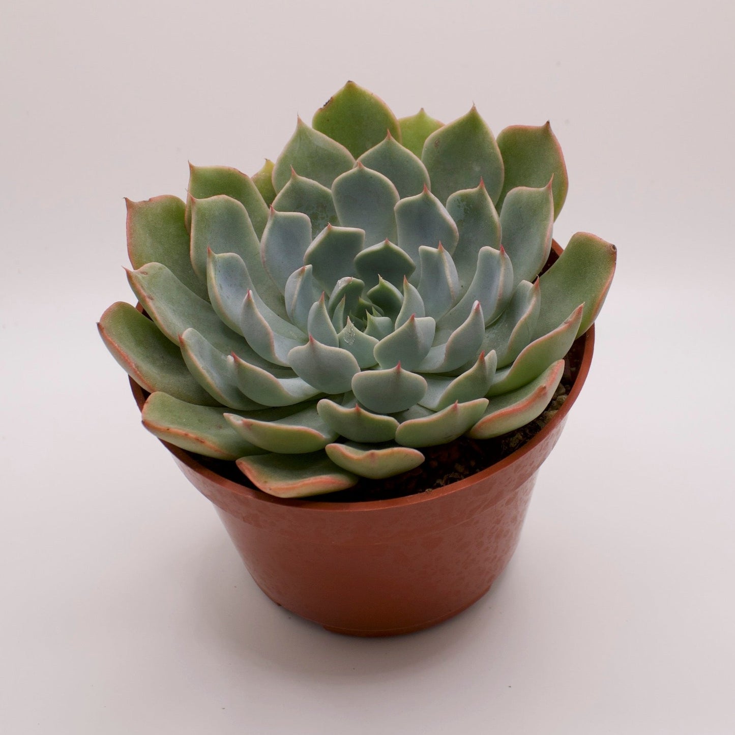 Echeveria Allegra