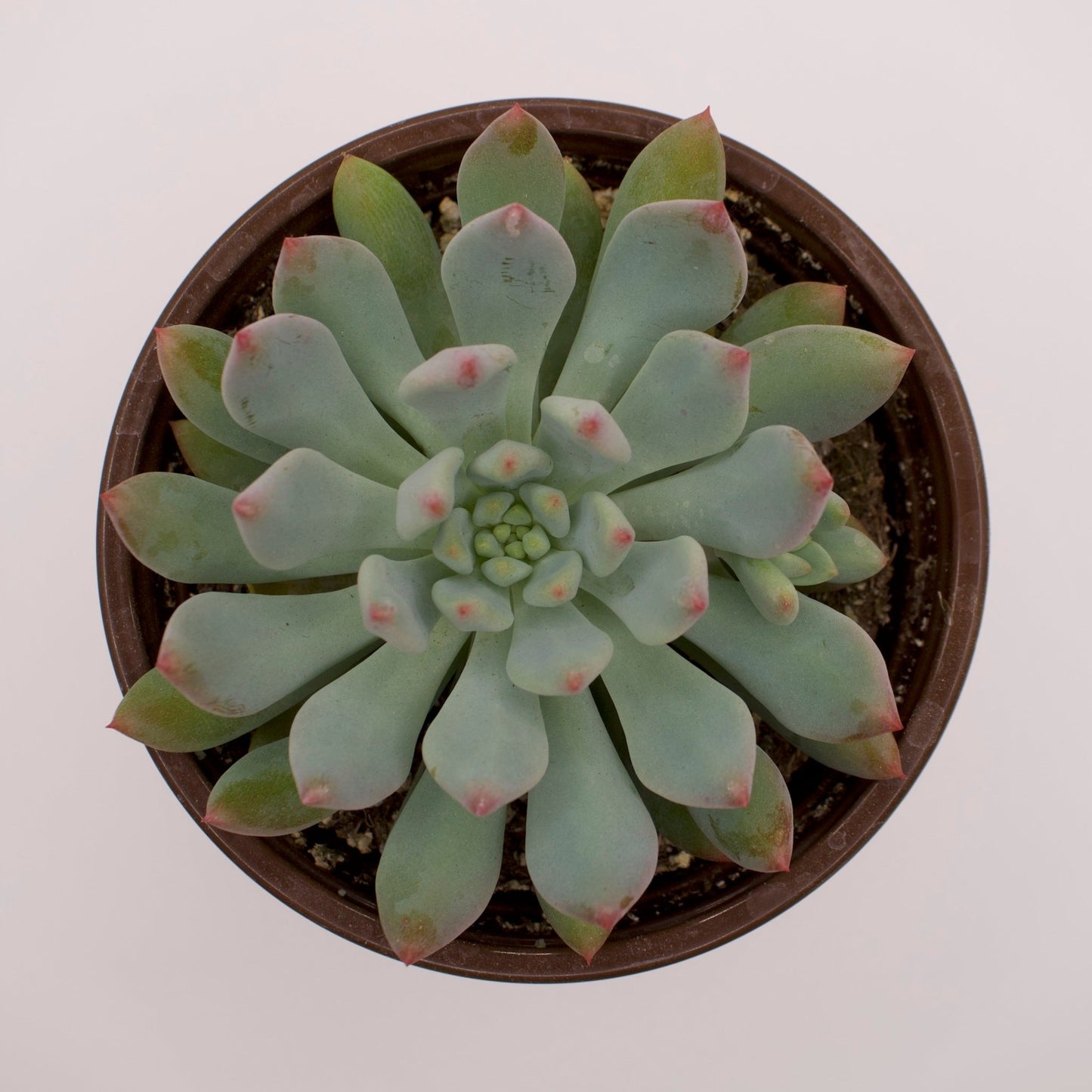 Sedeveria Blue Elf