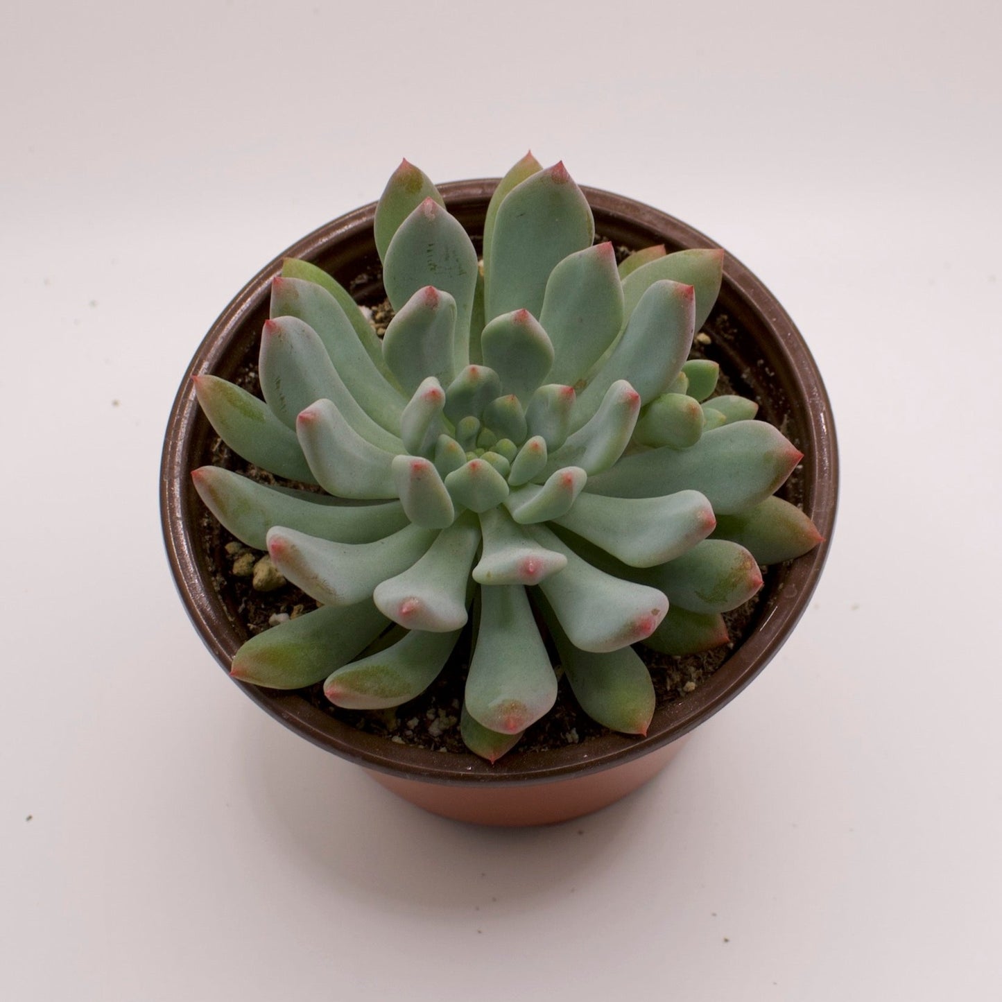 Sedeveria Blue Elf