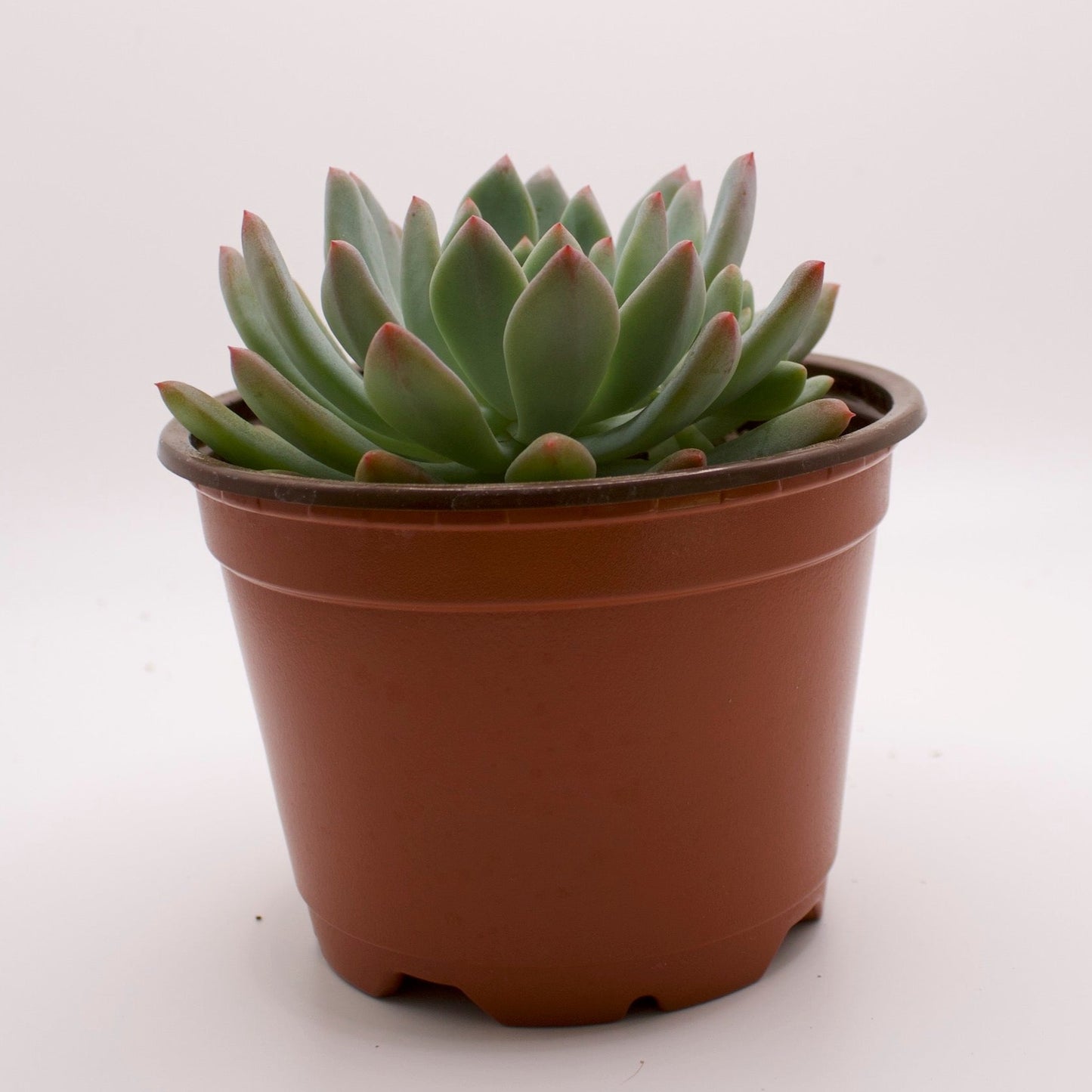 Sedeveria Blue Elf