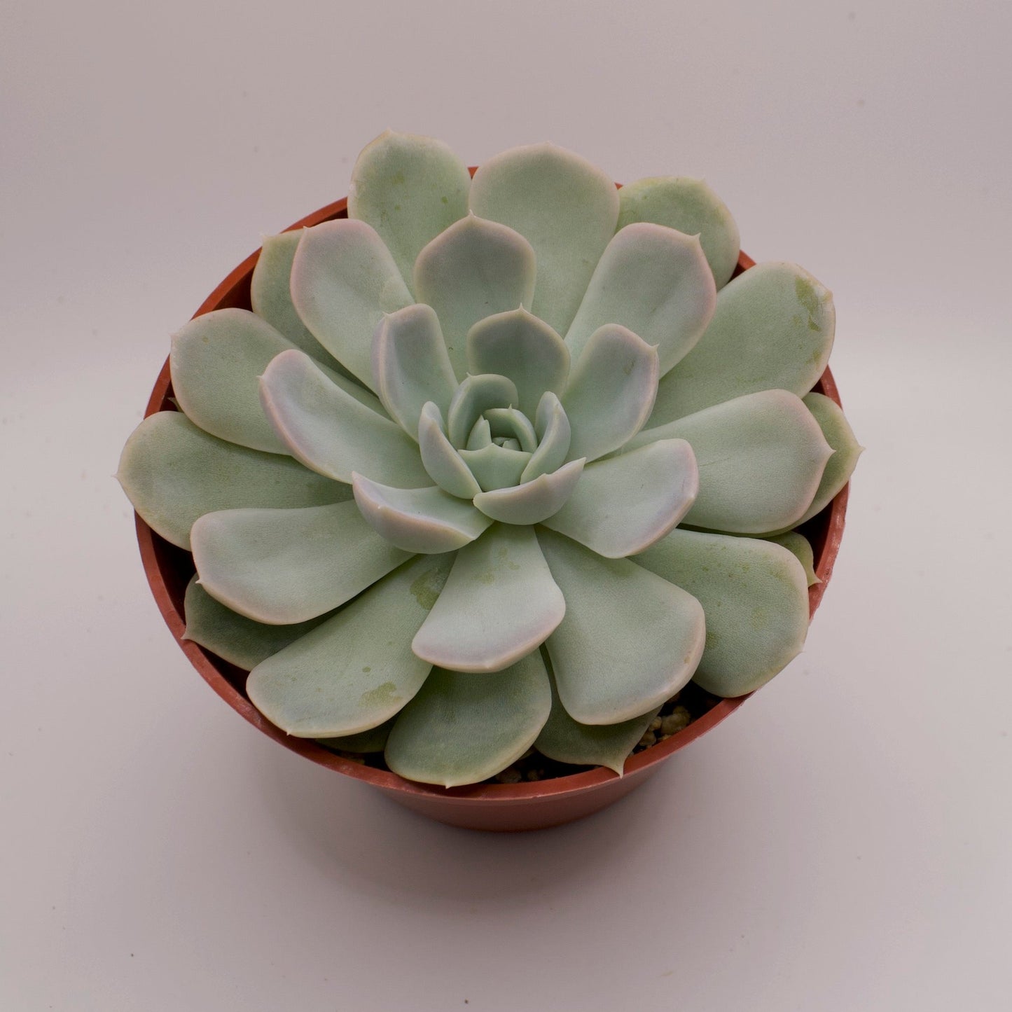 Echeveria Derenceana