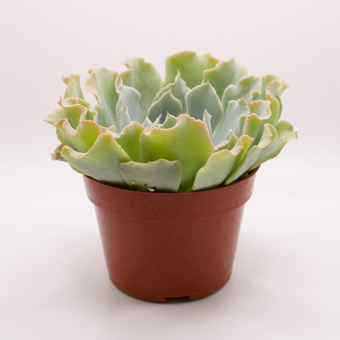 Echeveria Tsunami