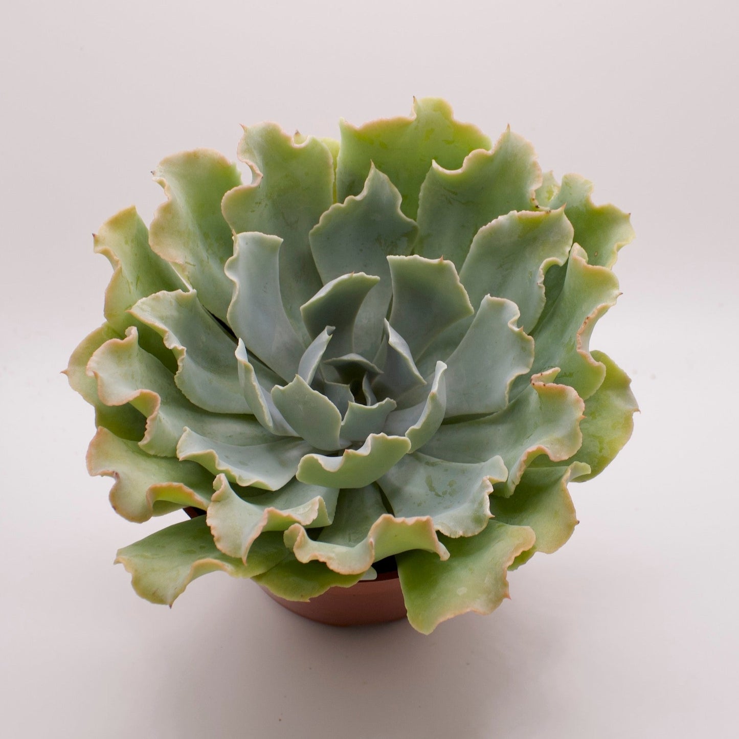 Echeveria Tsunami