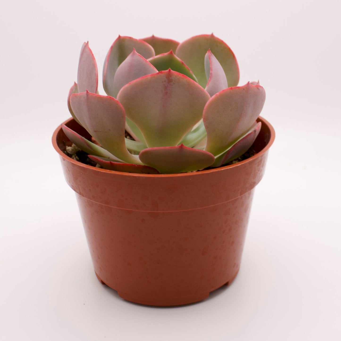 Echeveria Imbricata Hybrid