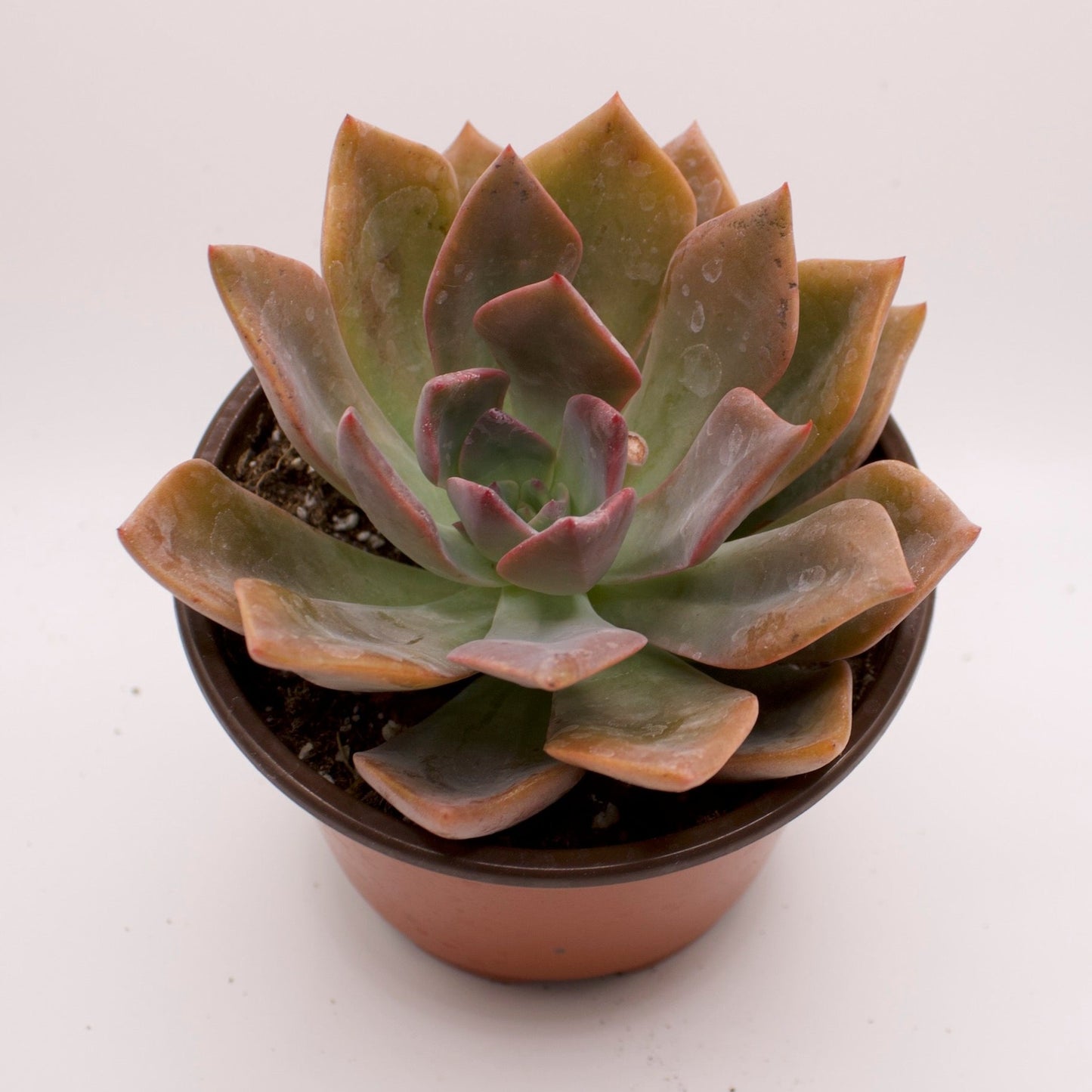 Echeveria Roman