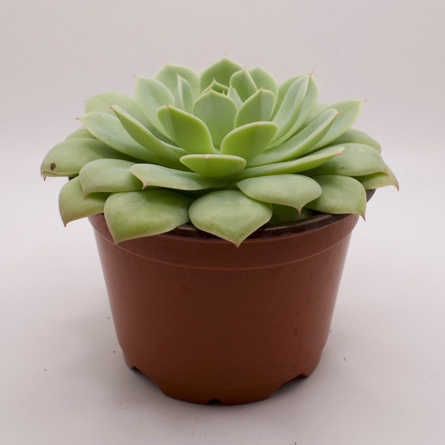 Echeveria Mazarine
