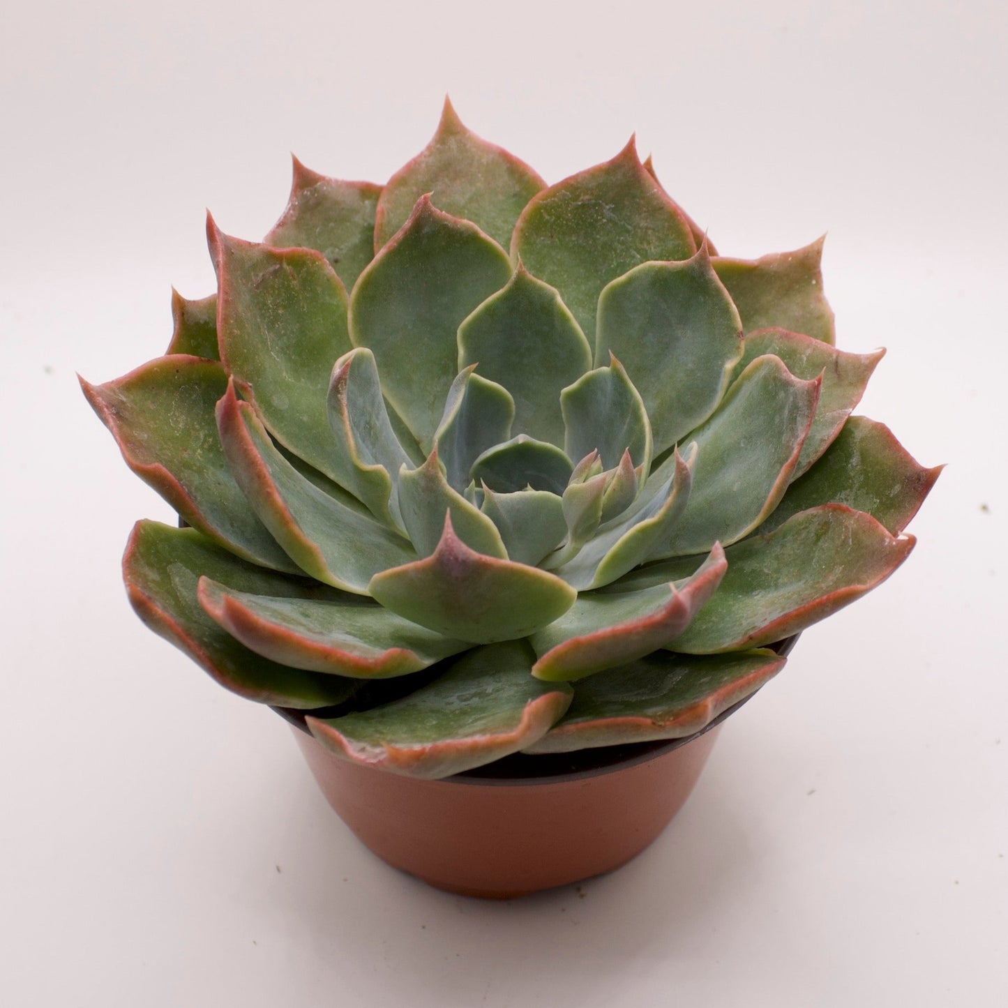 Echeveria Iron Claw