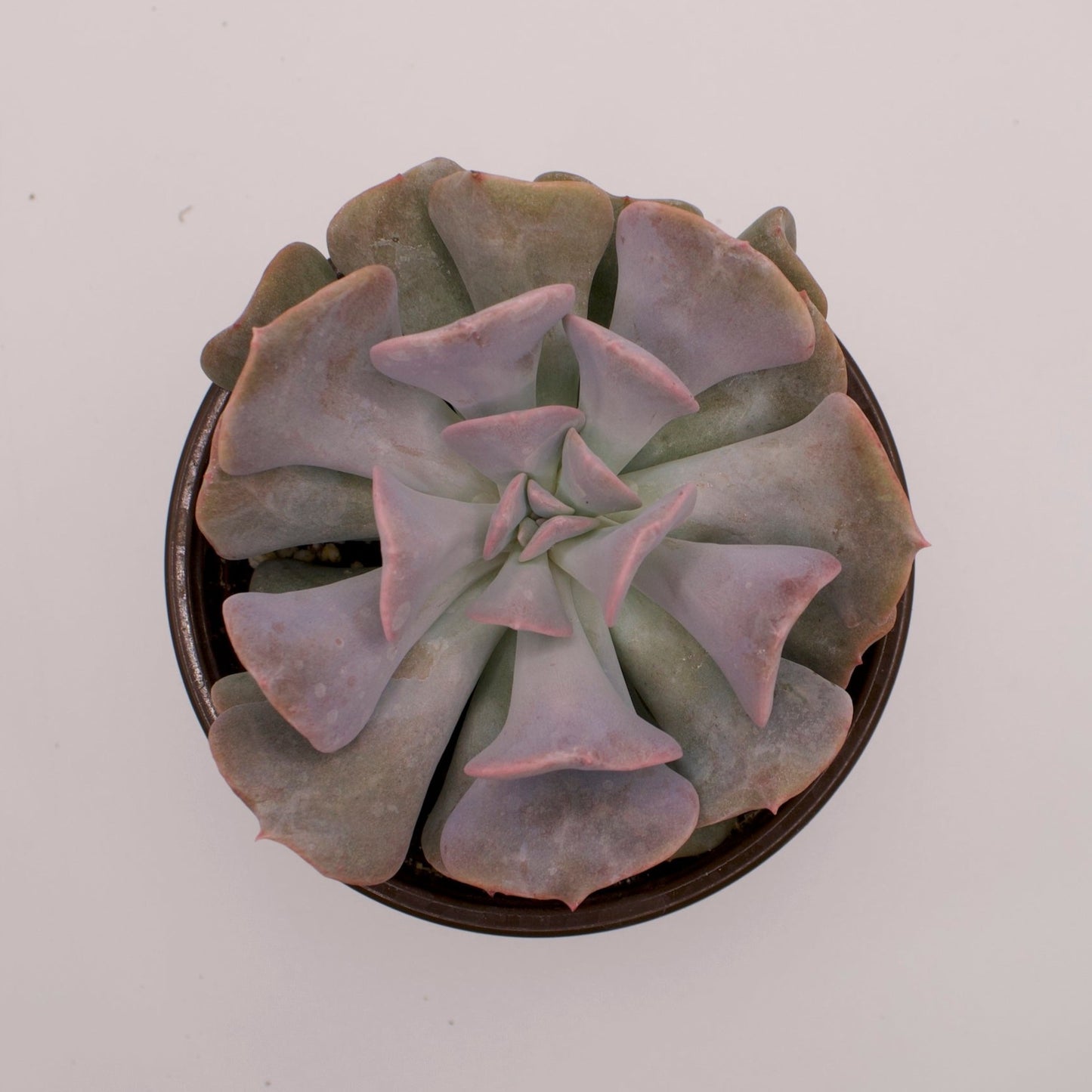Echeveria Cubic Frost