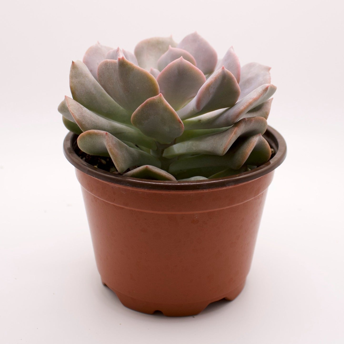 Echeveria Cubic Frost
