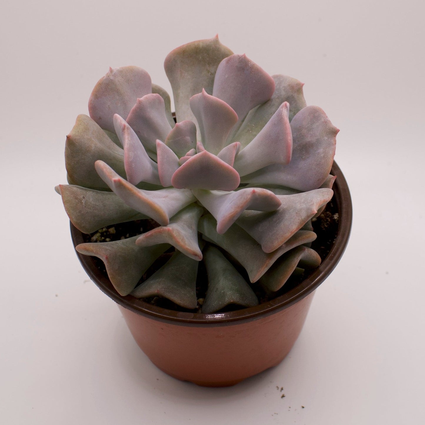 Echeveria Cubic Frost
