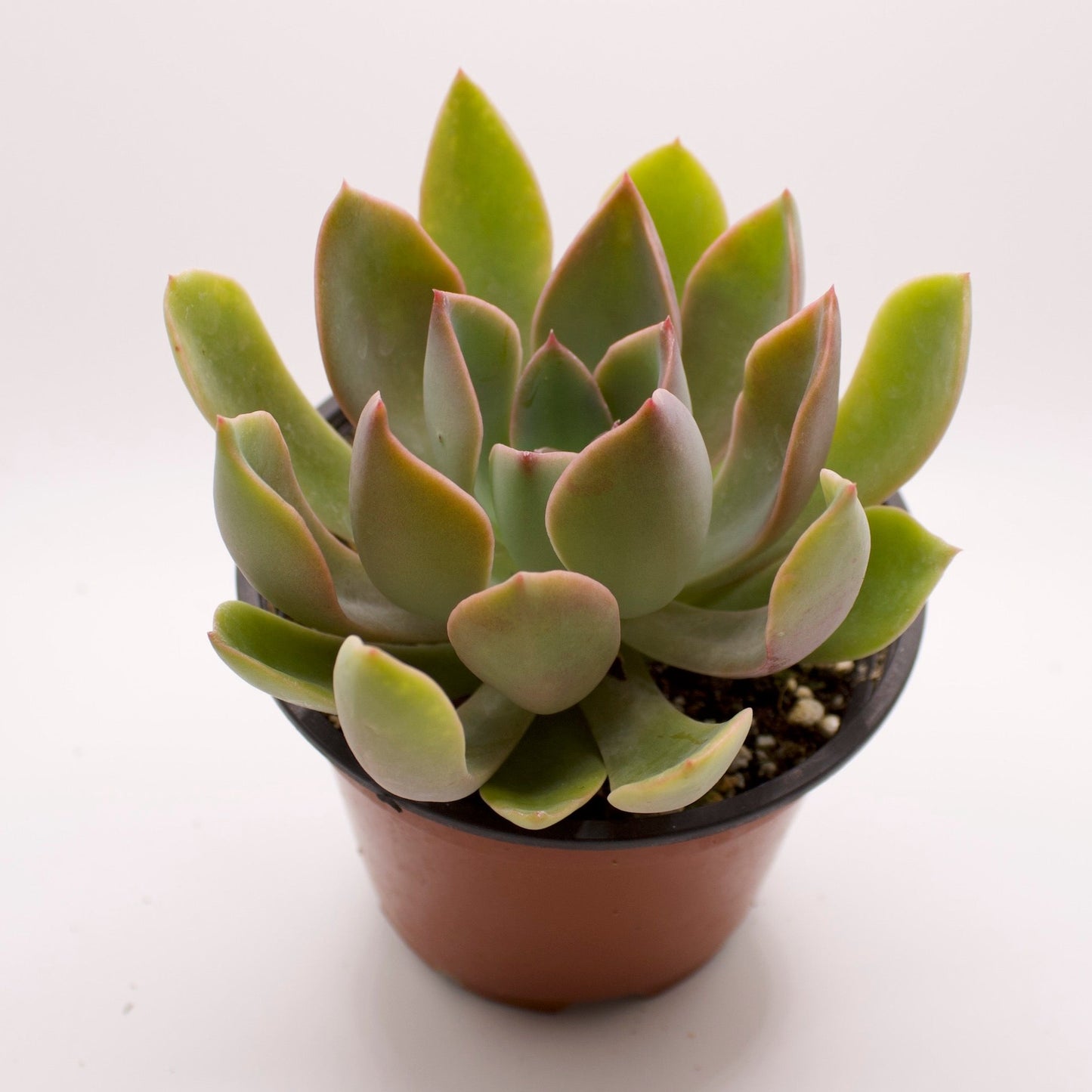 Graptoveria Jules