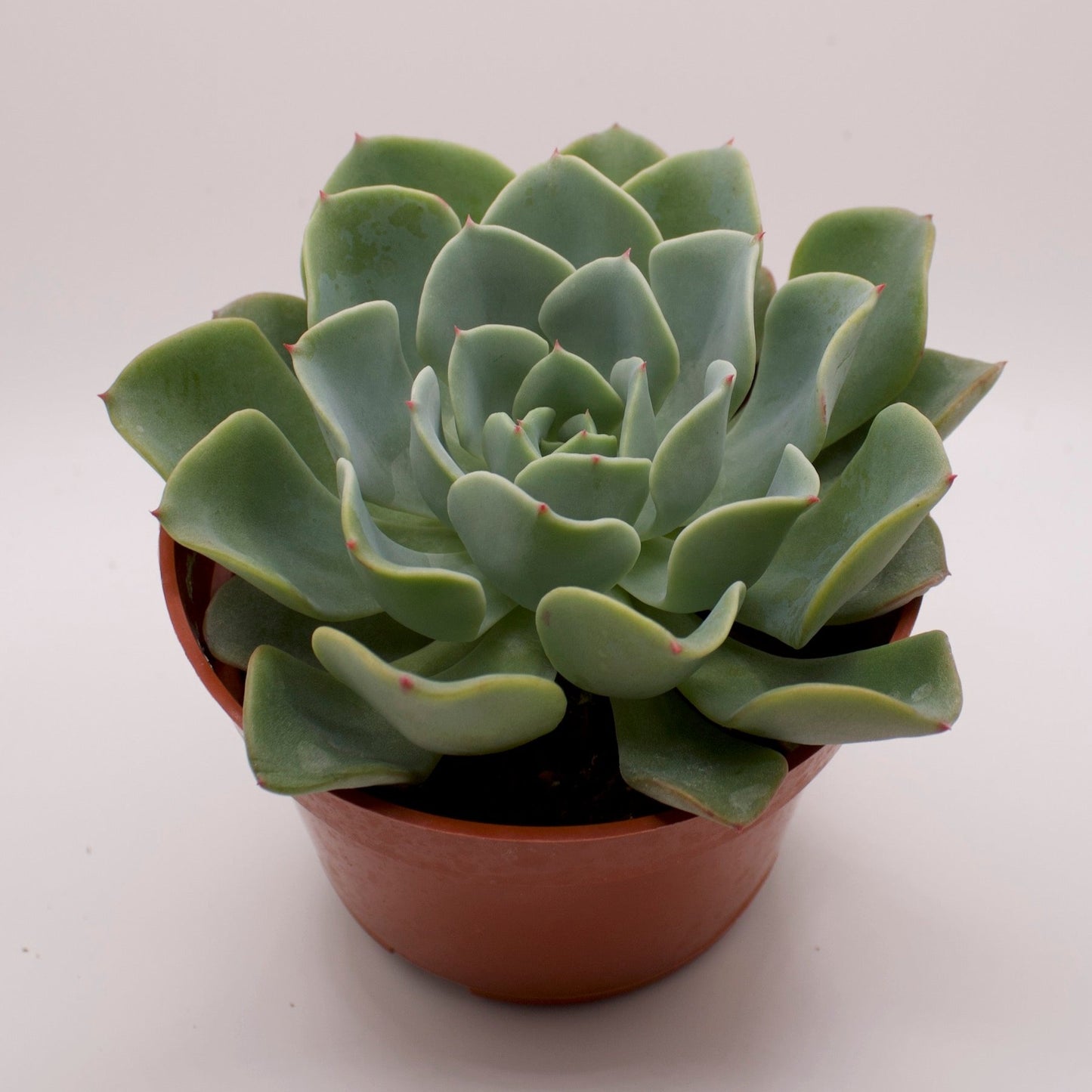 Echeveria Orpet