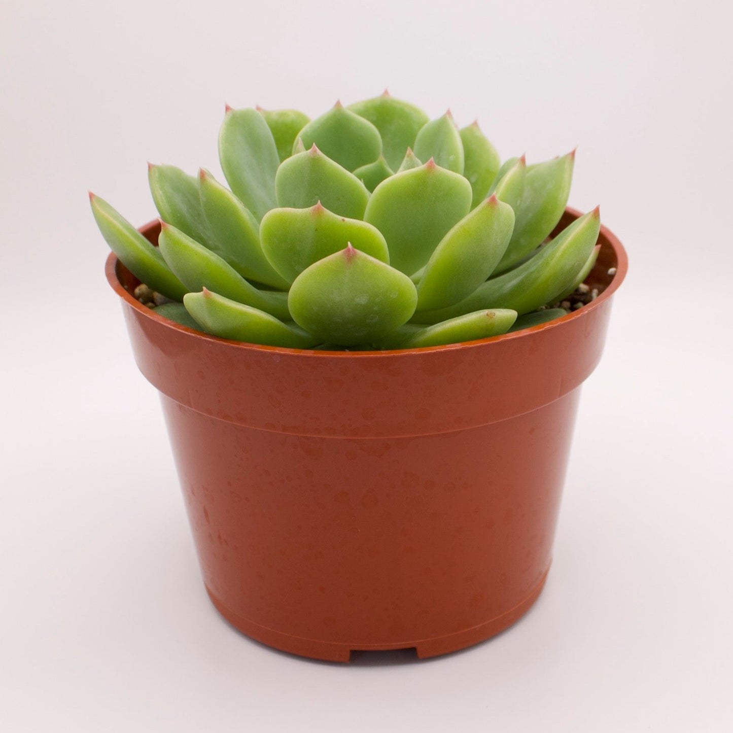 Echeveria Ramillette