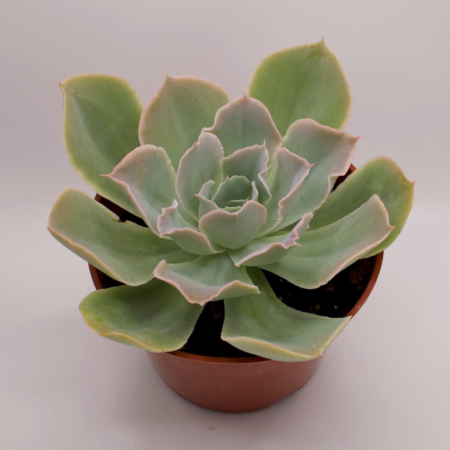 Echeveria Domingo