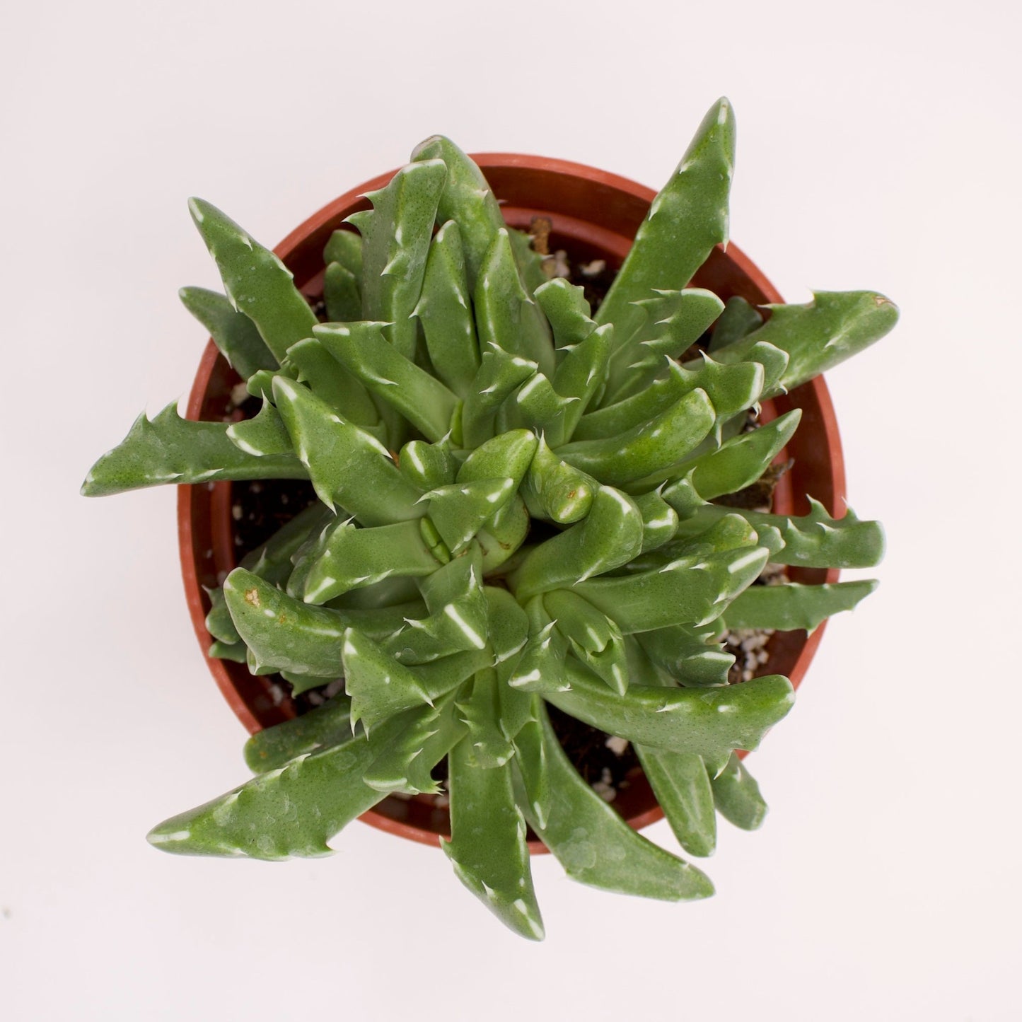 Faucaria Candida