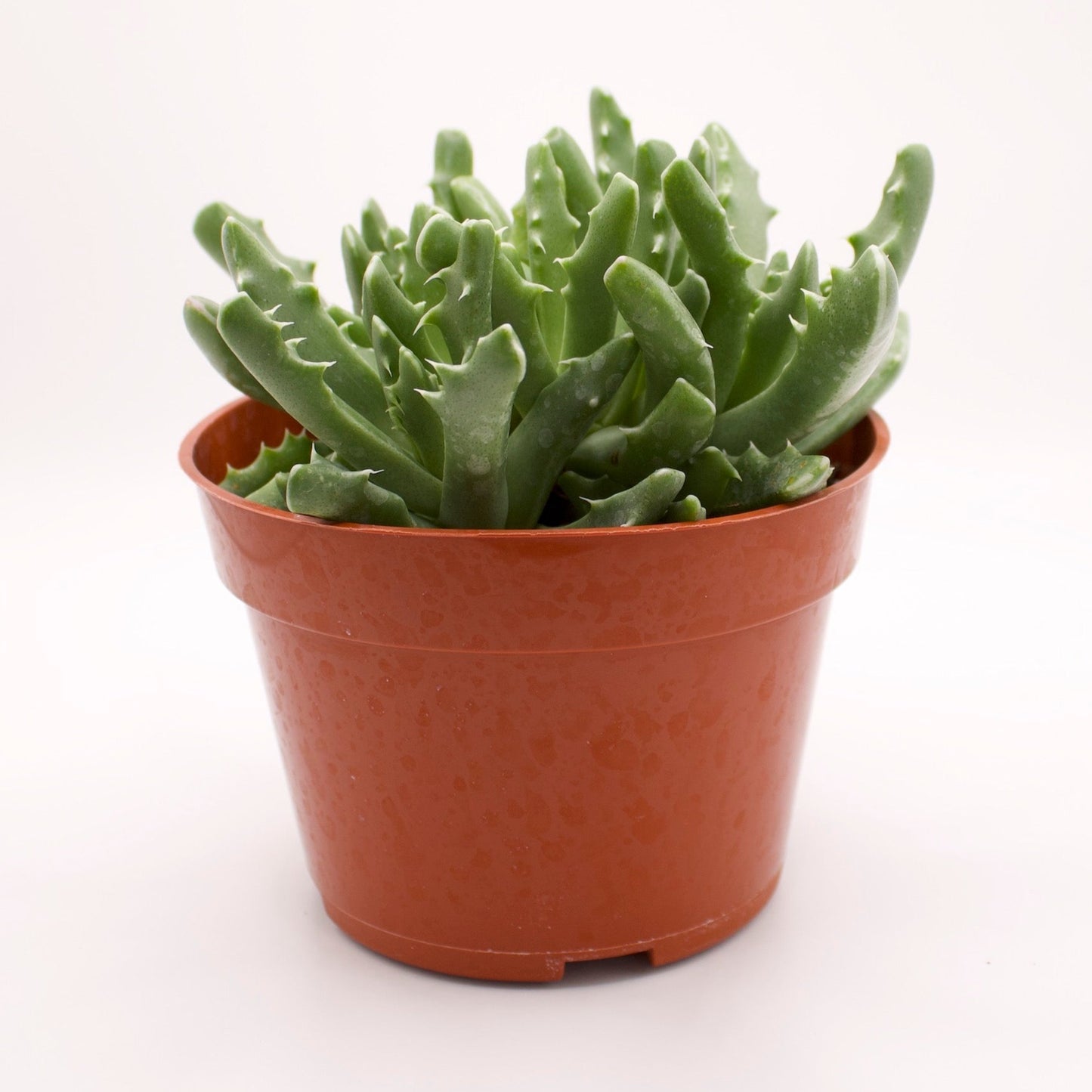 Faucaria Candida