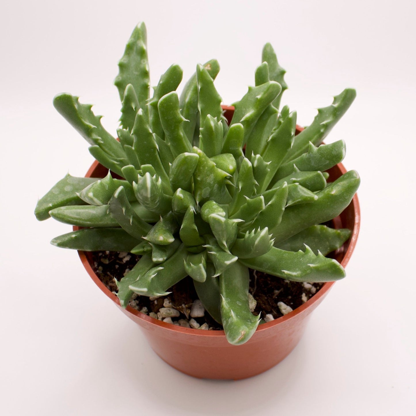Faucaria Candida