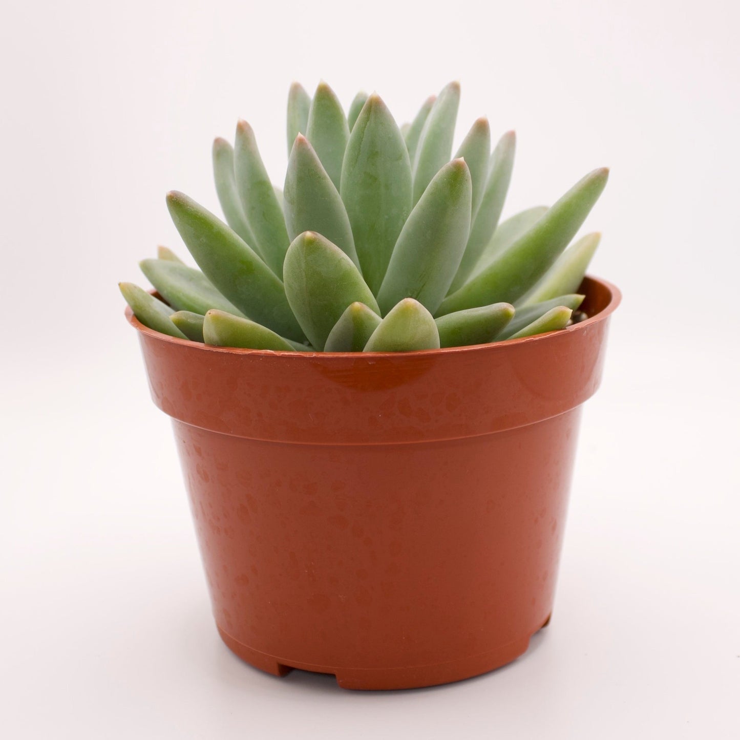 Pachyveria Little Jewel