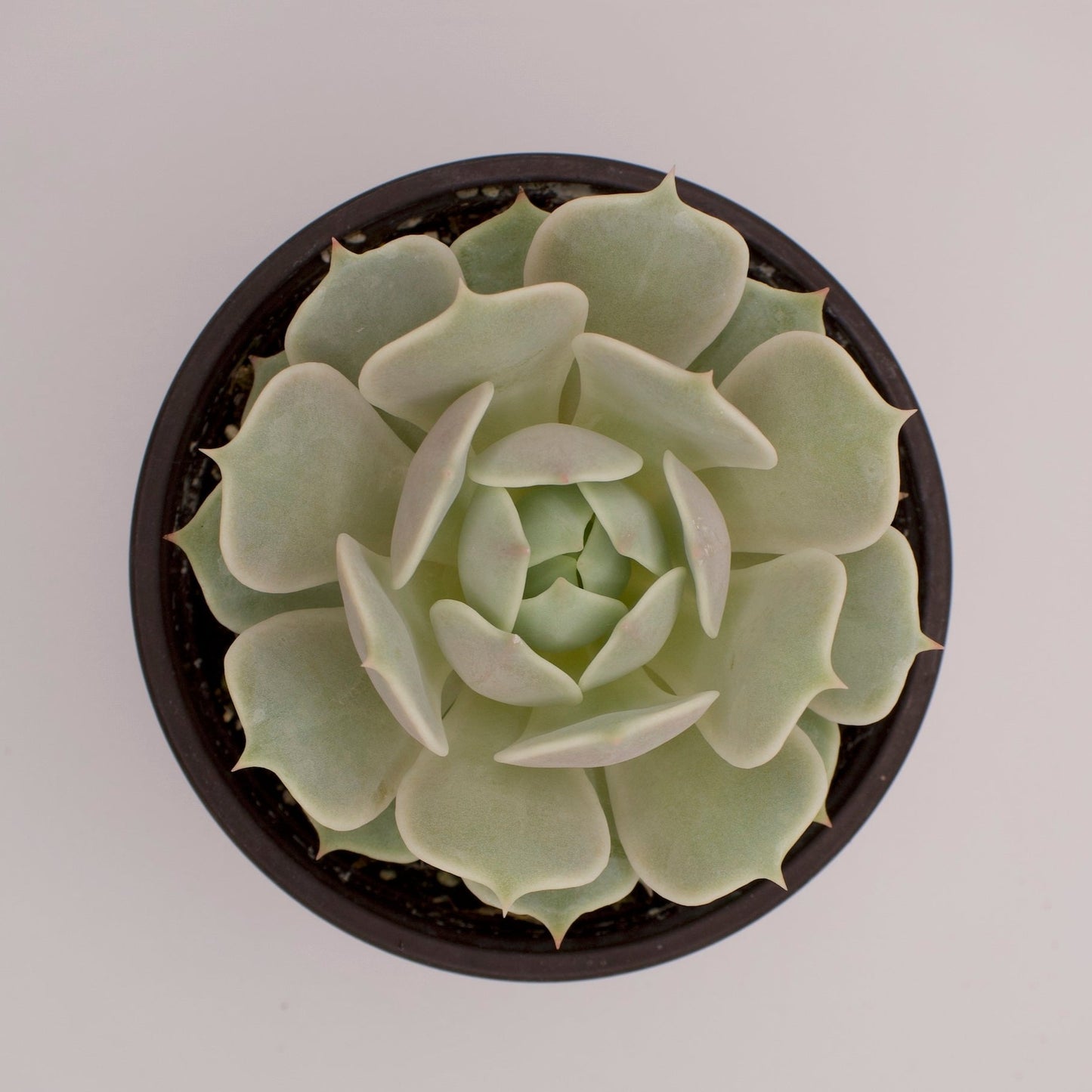 Echeveria Lola