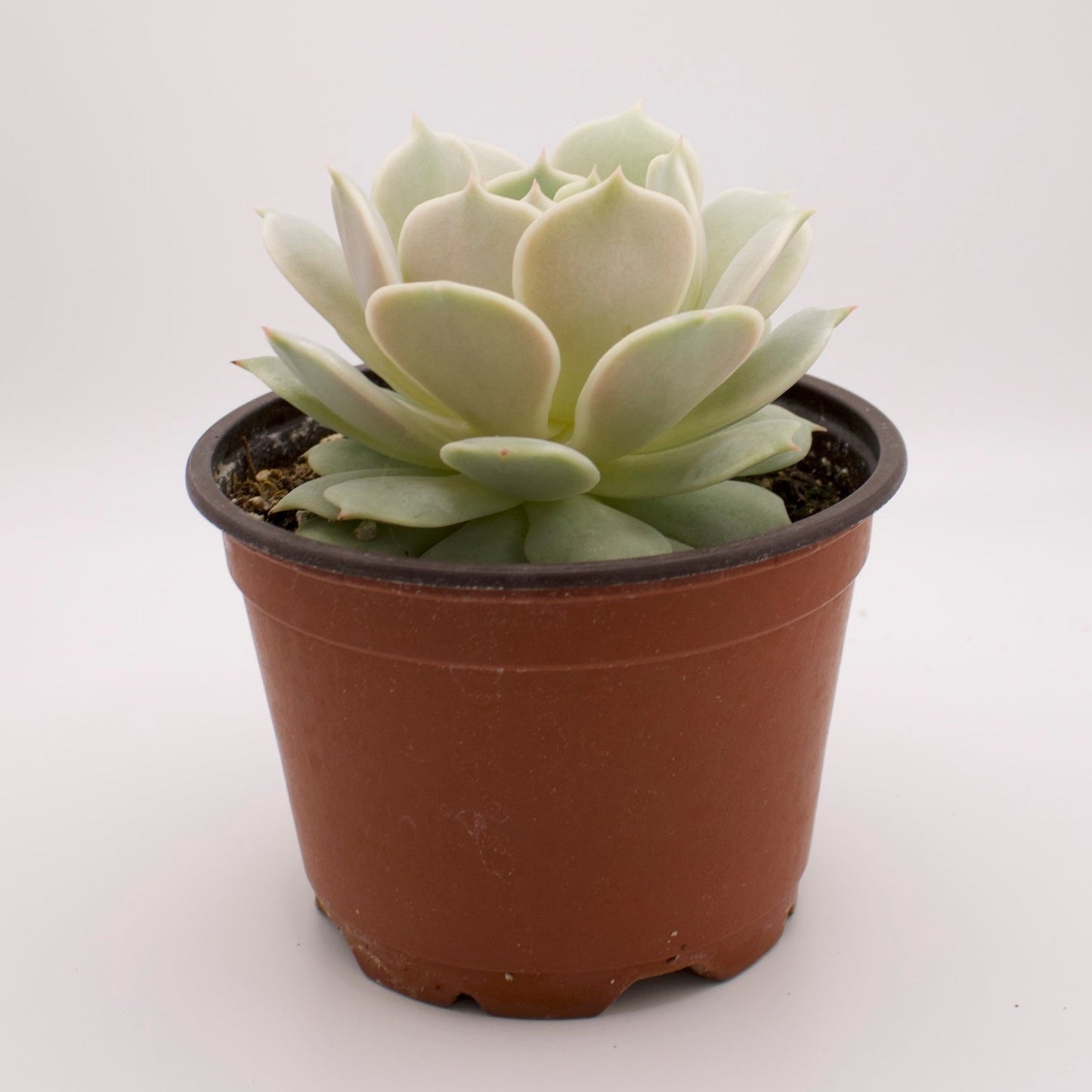 Echeveria Lola