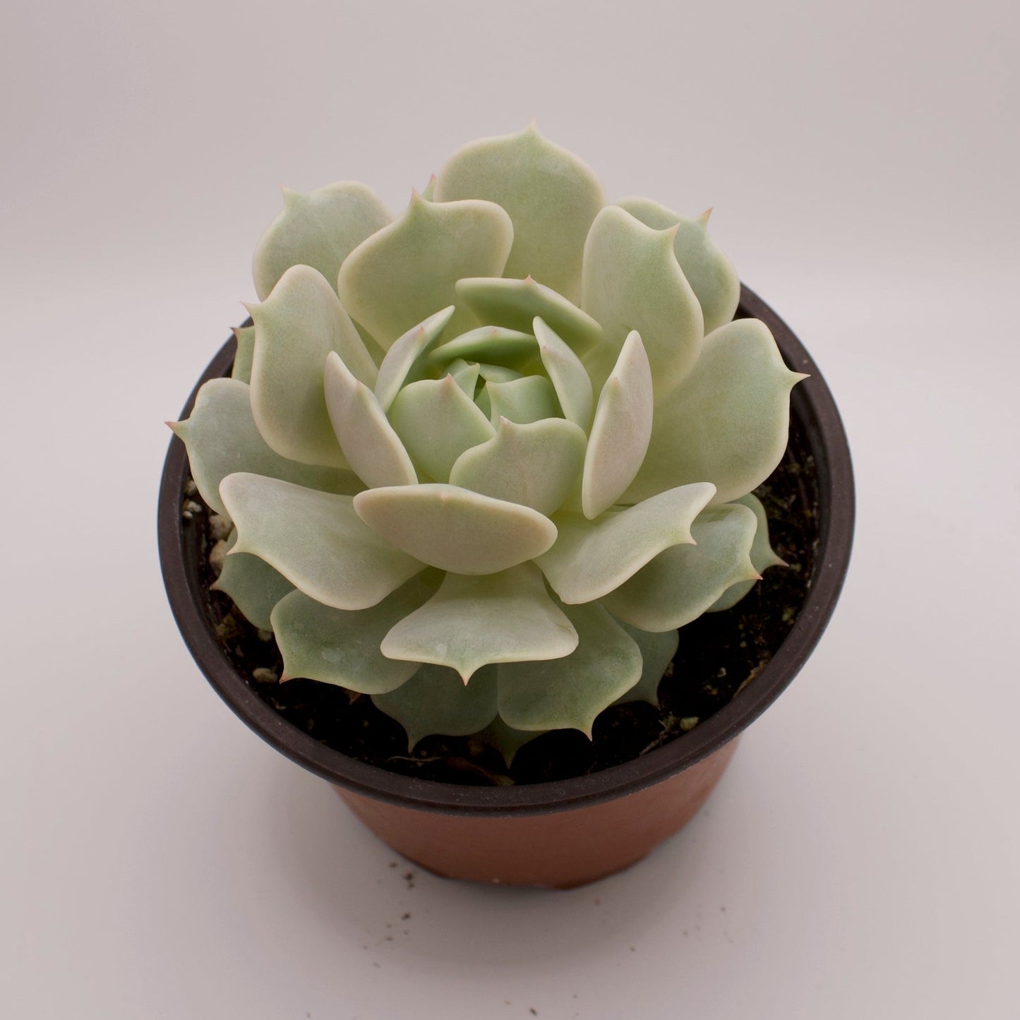 Echeveria Lola