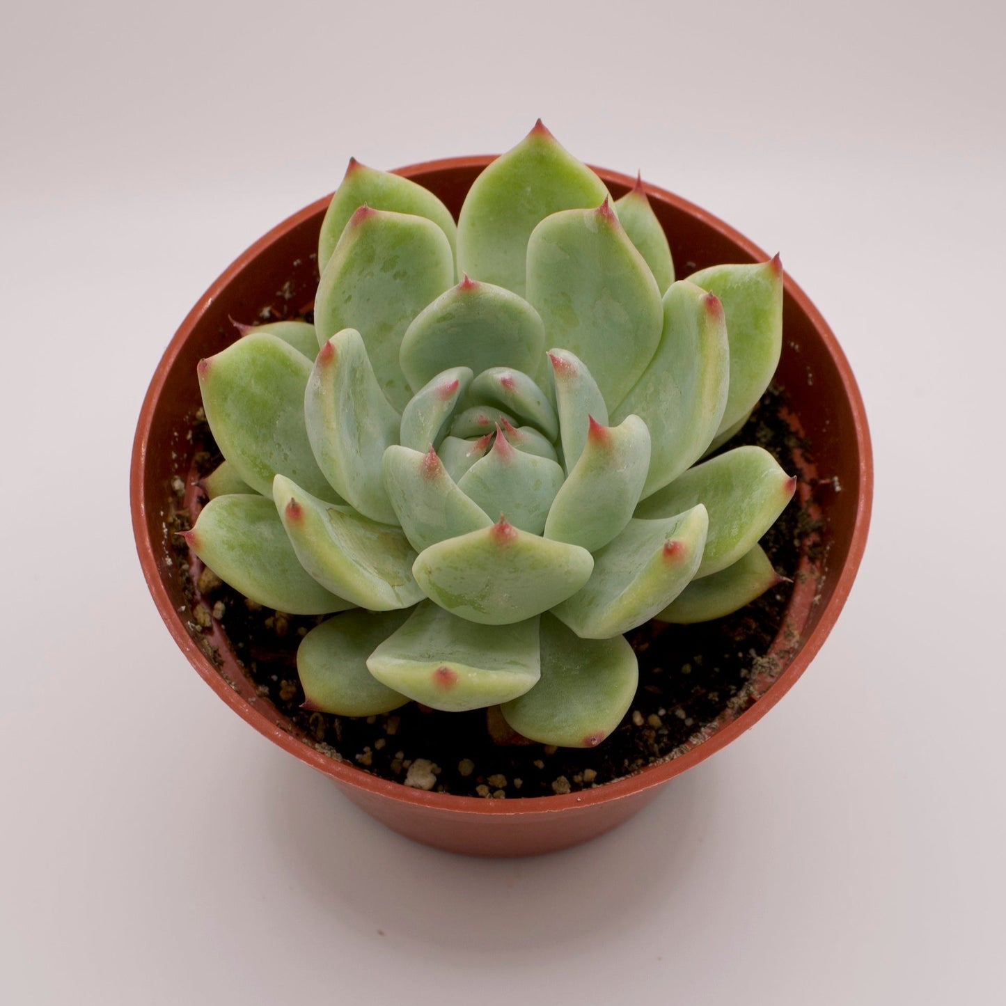Echeveria Colorata