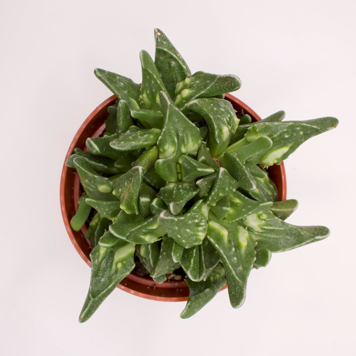 Faucaria Tiger Jaws