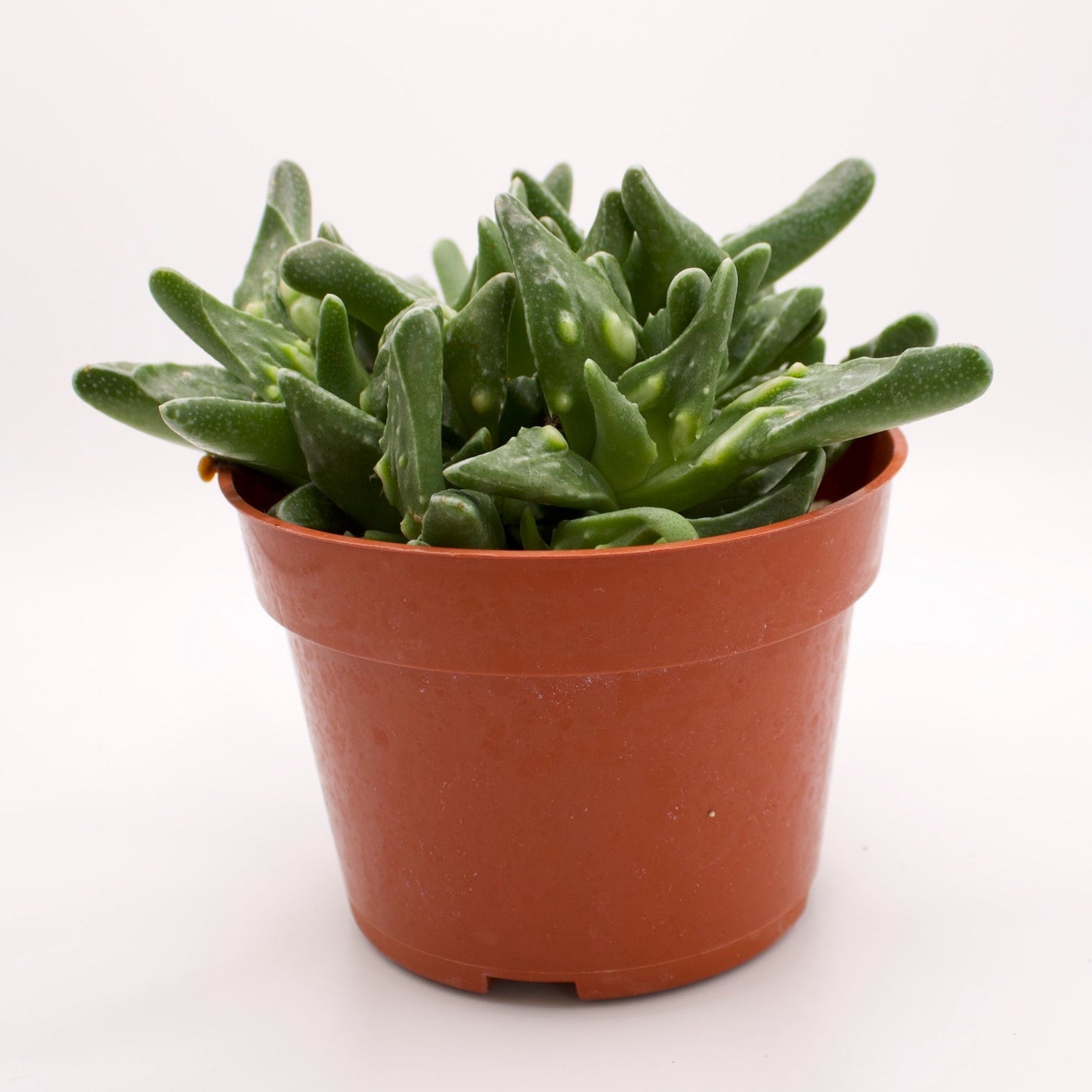 Faucaria Tiger Jaws