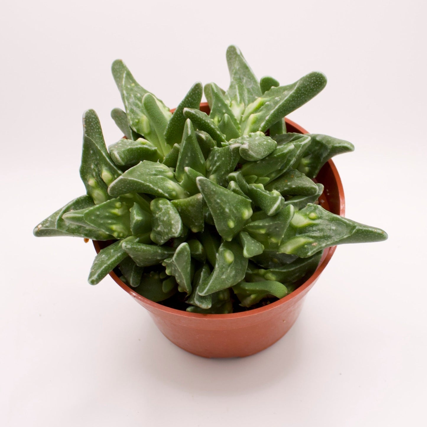 Faucaria Tiger Jaws