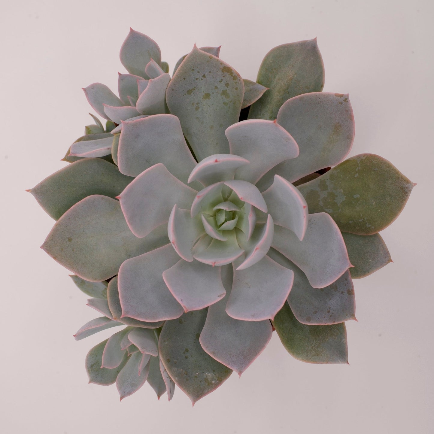 Echeveria Morning Beauty