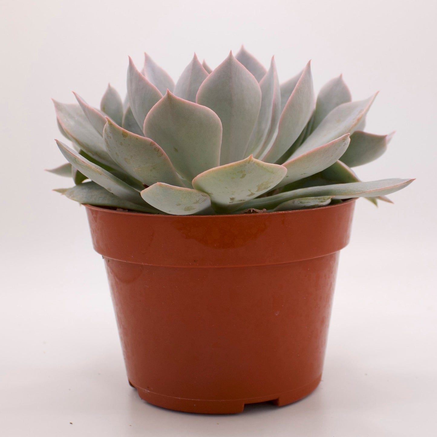 Echeveria Morning Beauty