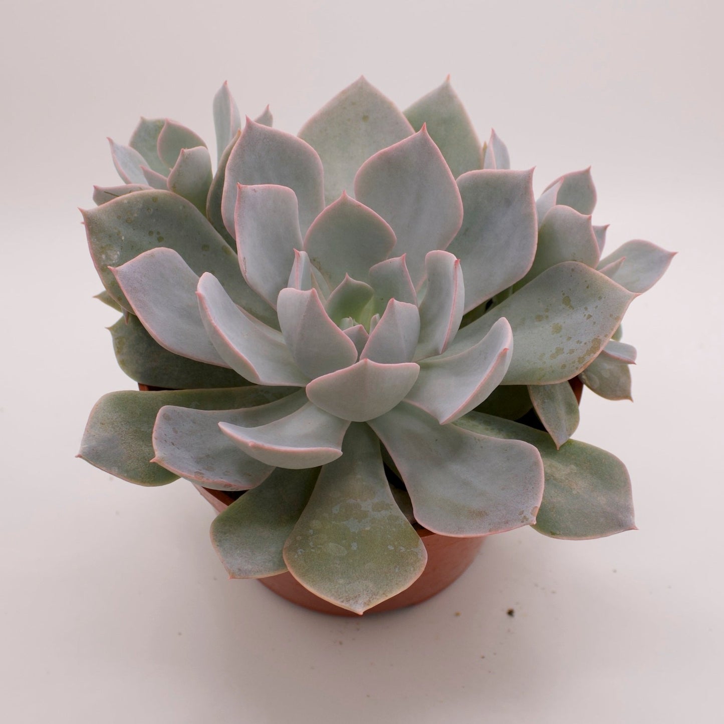 Echeveria Morning Beauty