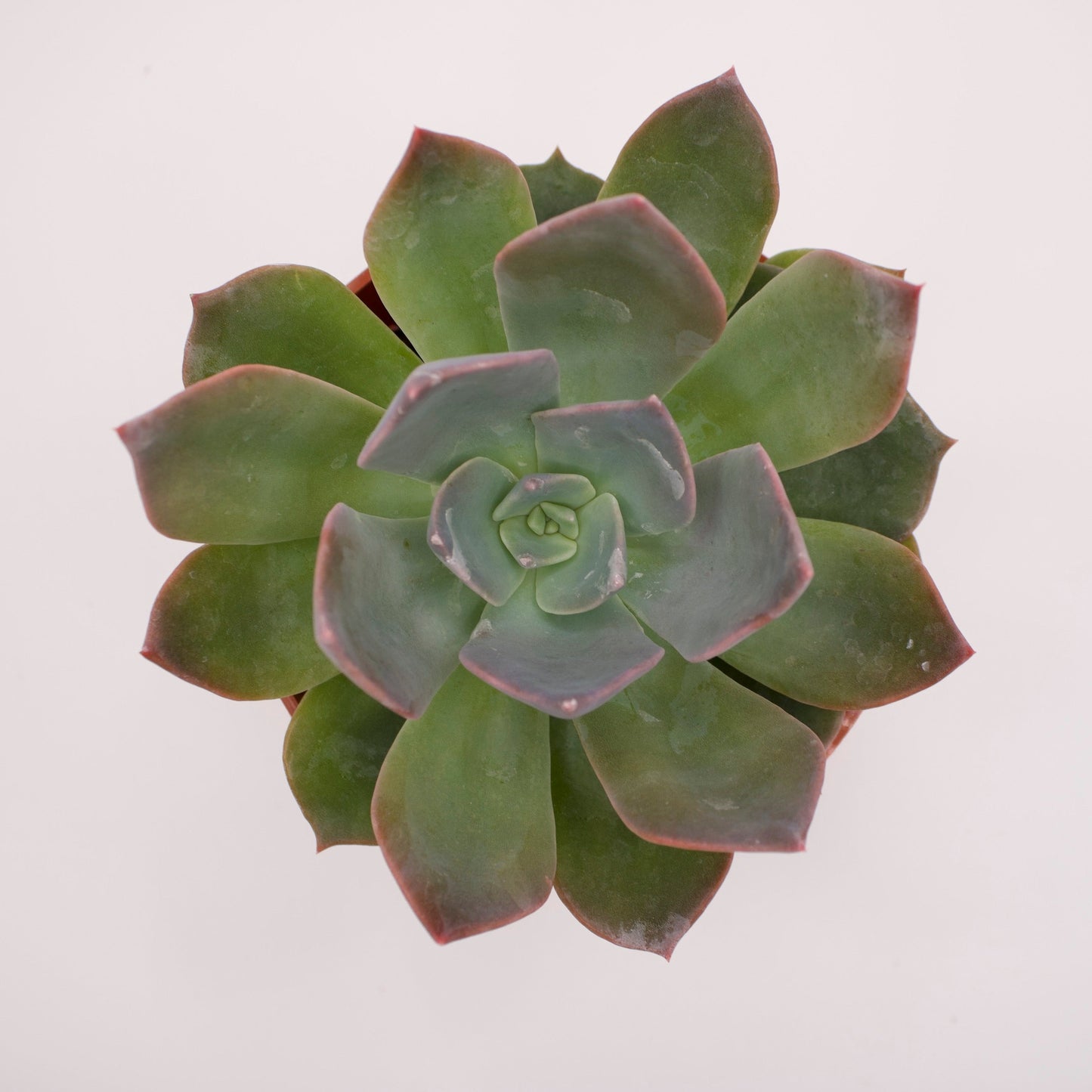 Echeveria Blue Prince