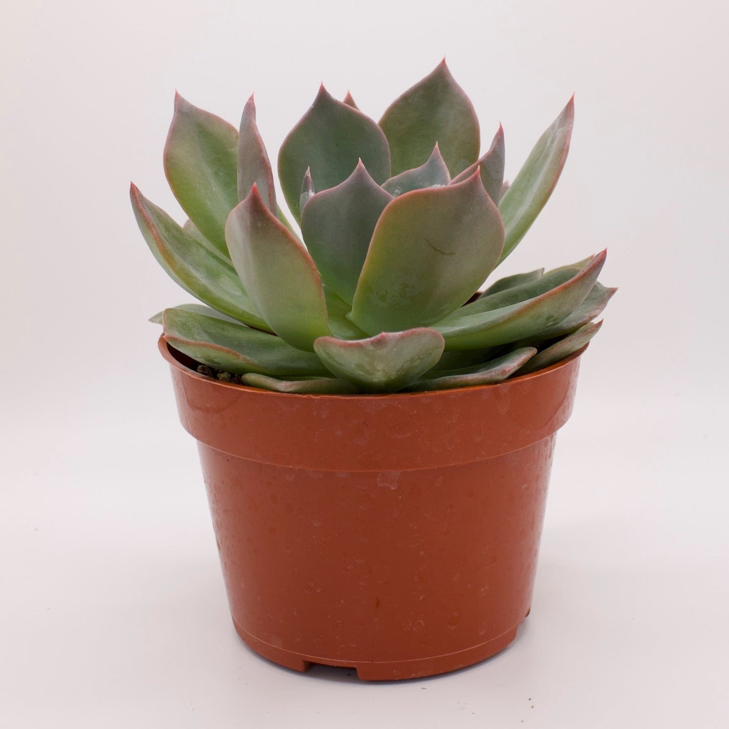 Echeveria Blue Prince