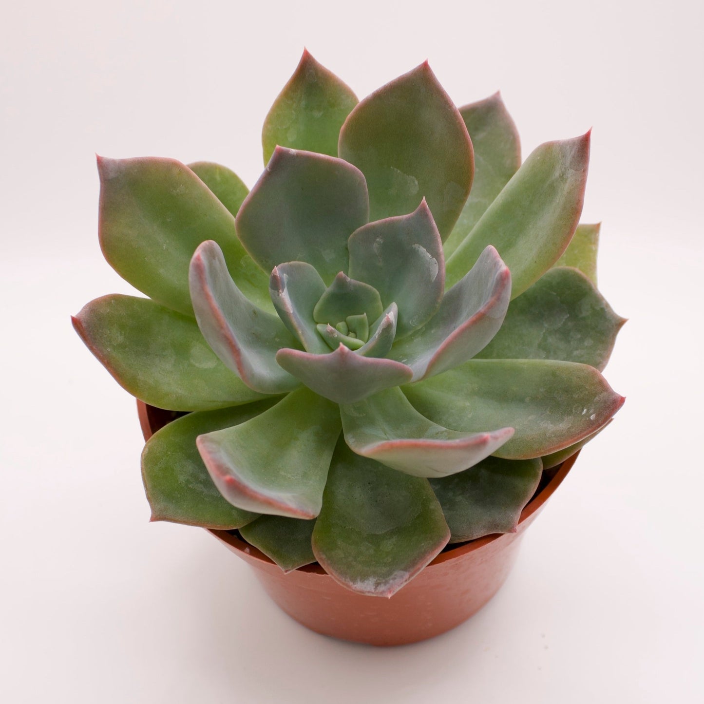 Echeveria Blue Prince