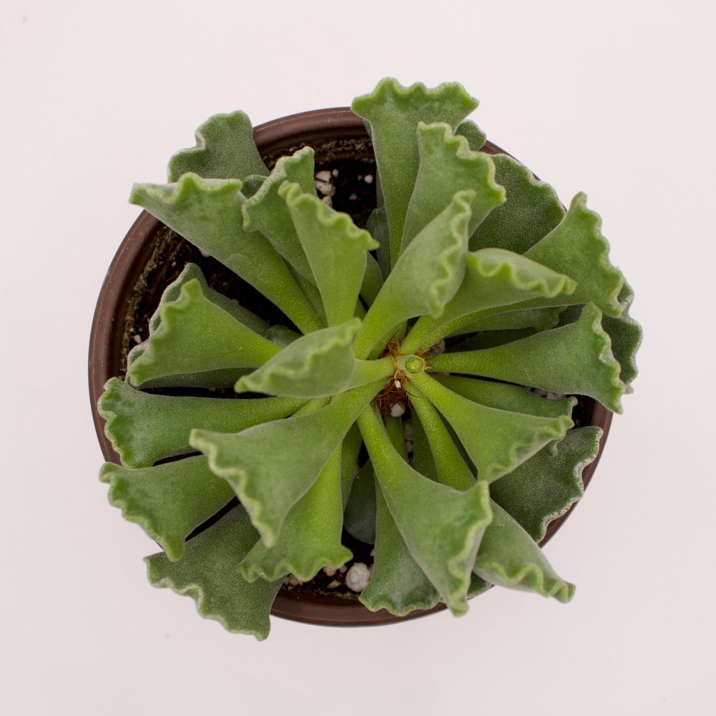 Adromischus Key Lime Pie