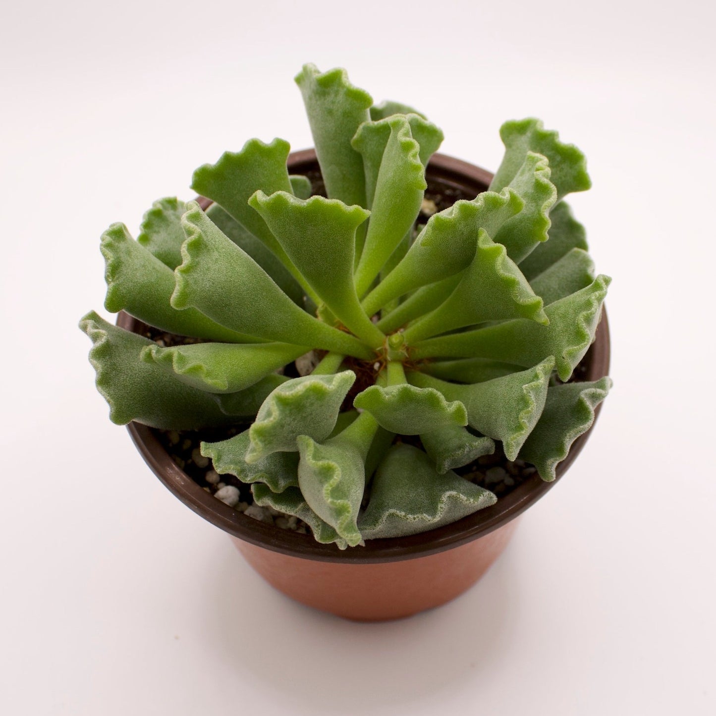 Adromischus Key Lime Pie