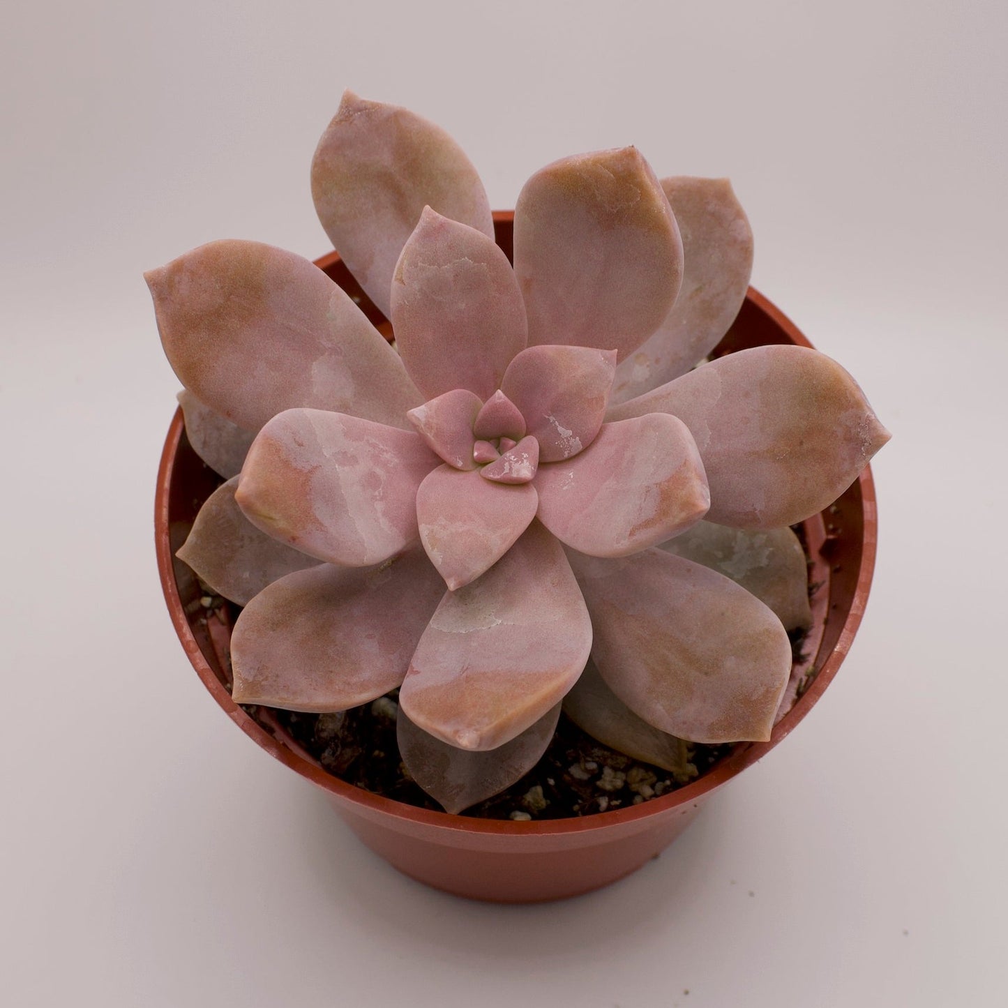 Graptoveria Purple Delight