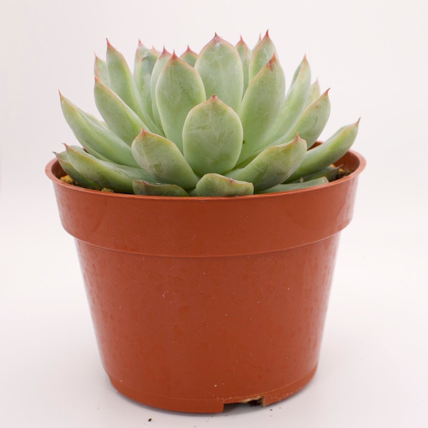 Echeveria Pulidonis