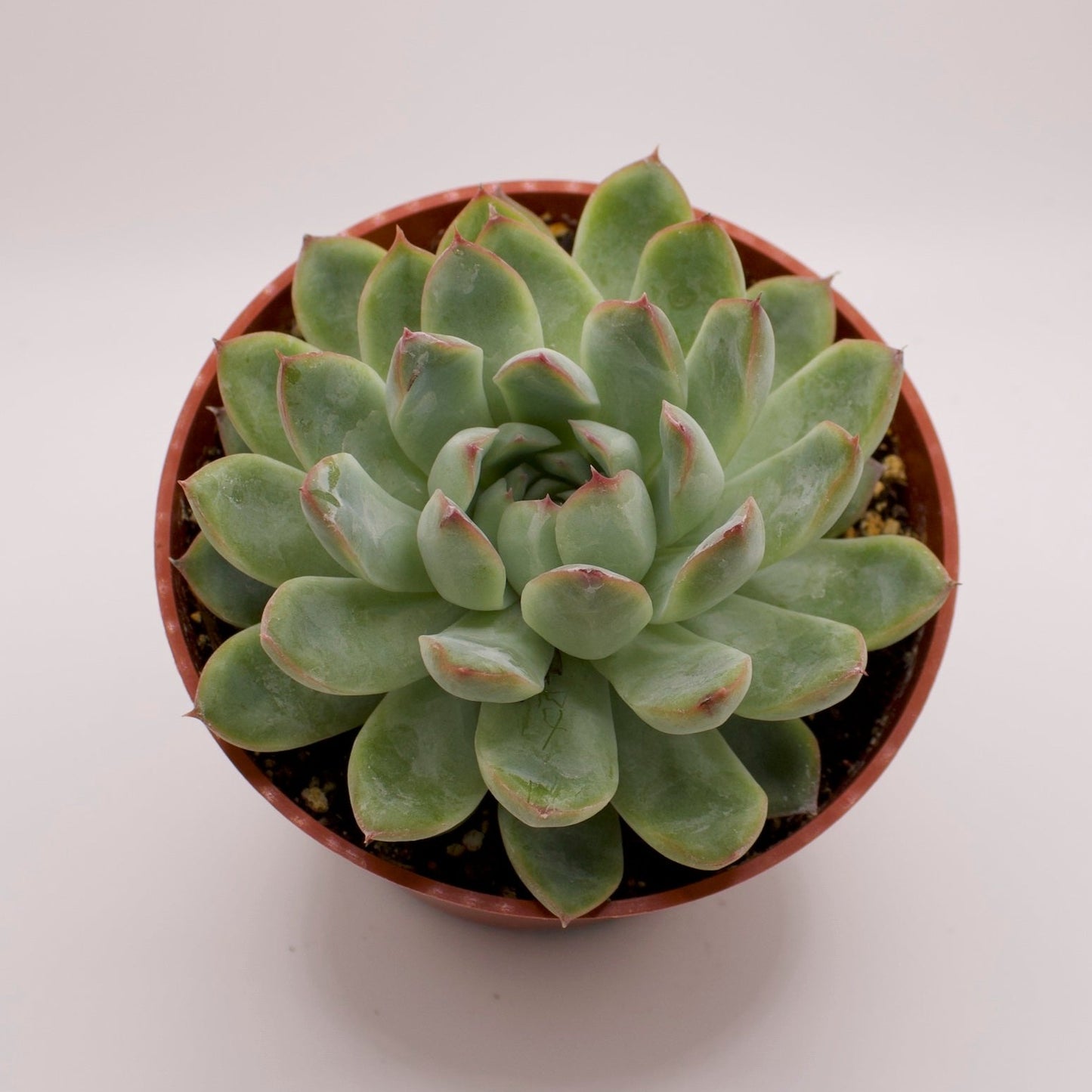 Echeveria Pulidonis