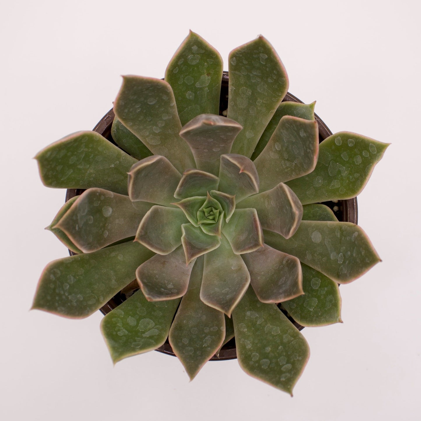 Echeveria Mensa